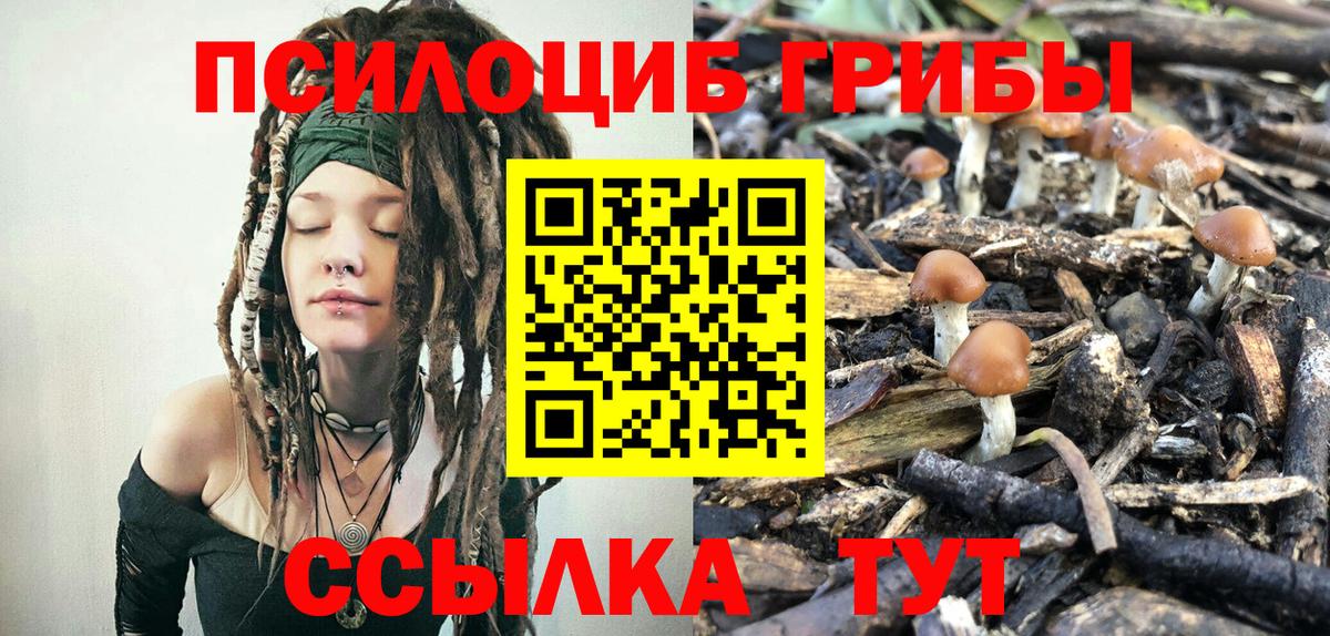Киселёвск  Галлюциногенные грибы Cubensis  Вход с VPN 
